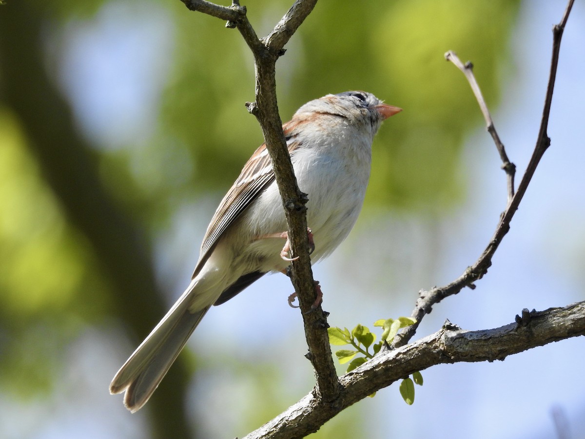 Field Sparrow - ML619031964