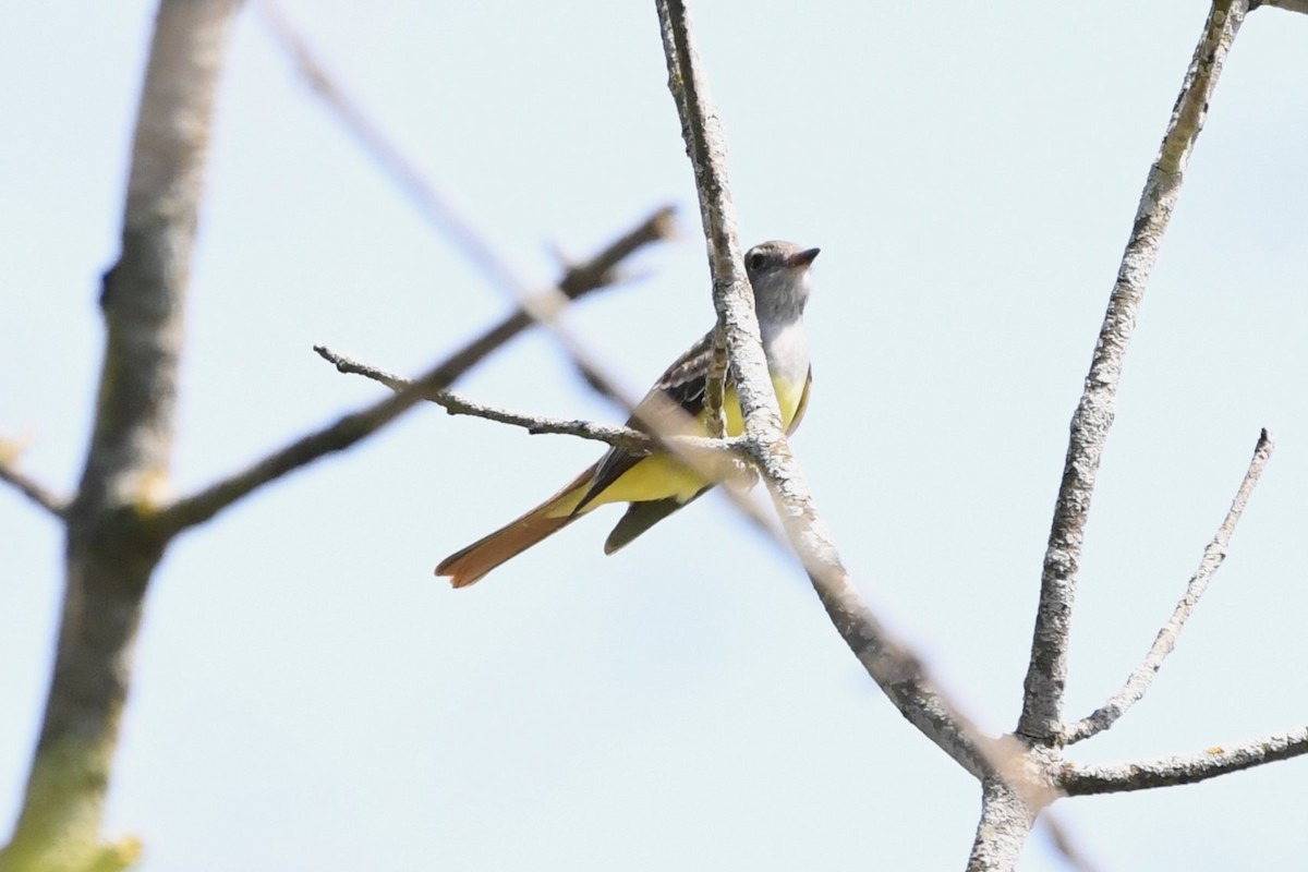 Great Crested Flycatcher - ML619031988