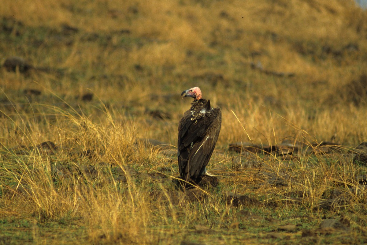 Lappet-faced Vulture - ML619031997