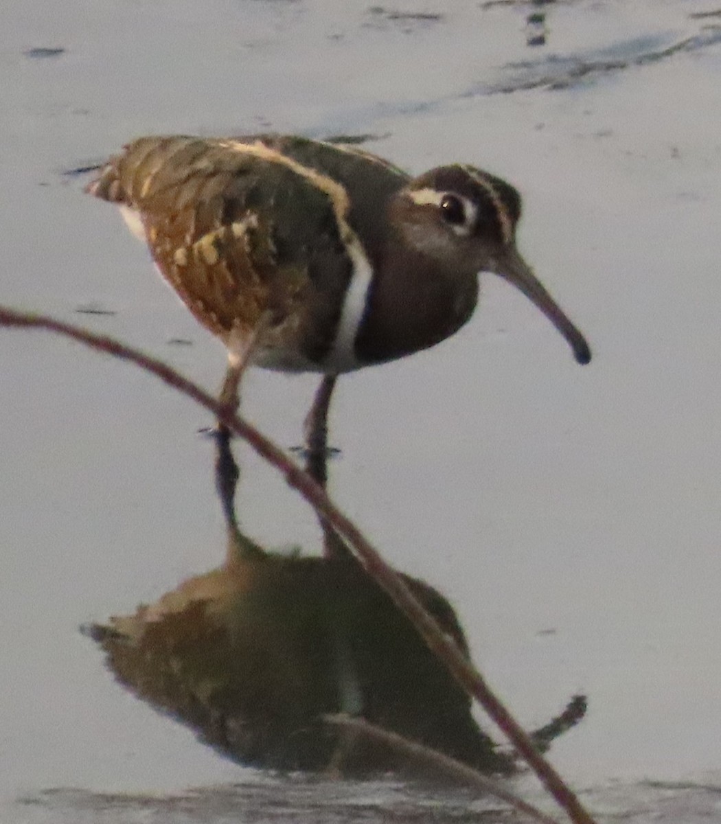 Greater Painted-Snipe - ML619032031