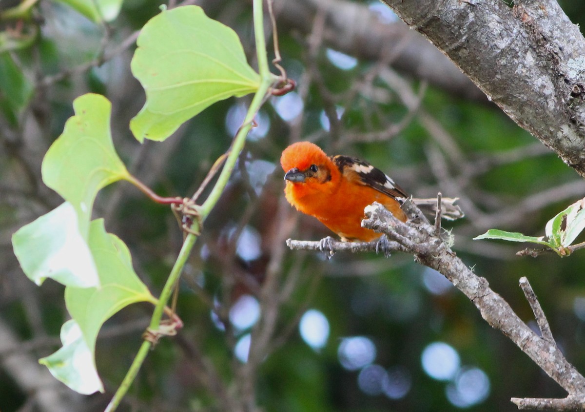 Flame-colored Tanager - ML619032075