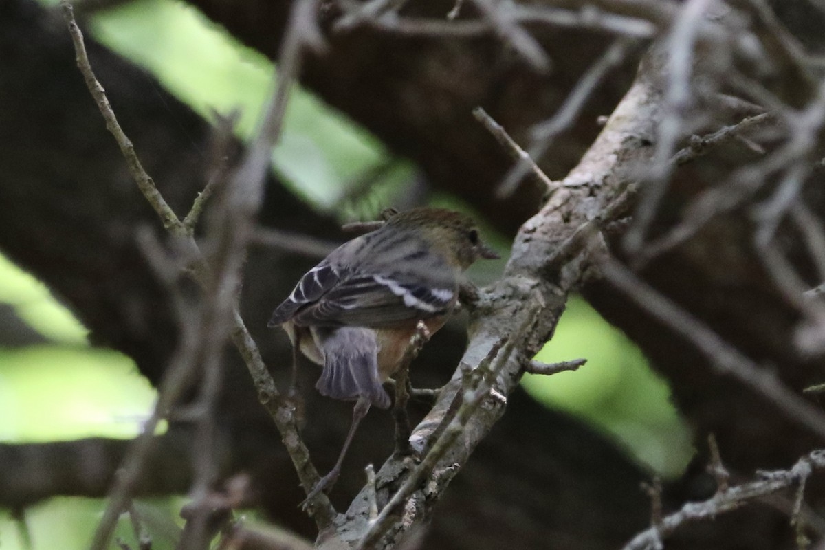 Bay-breasted Warbler - ML619032102