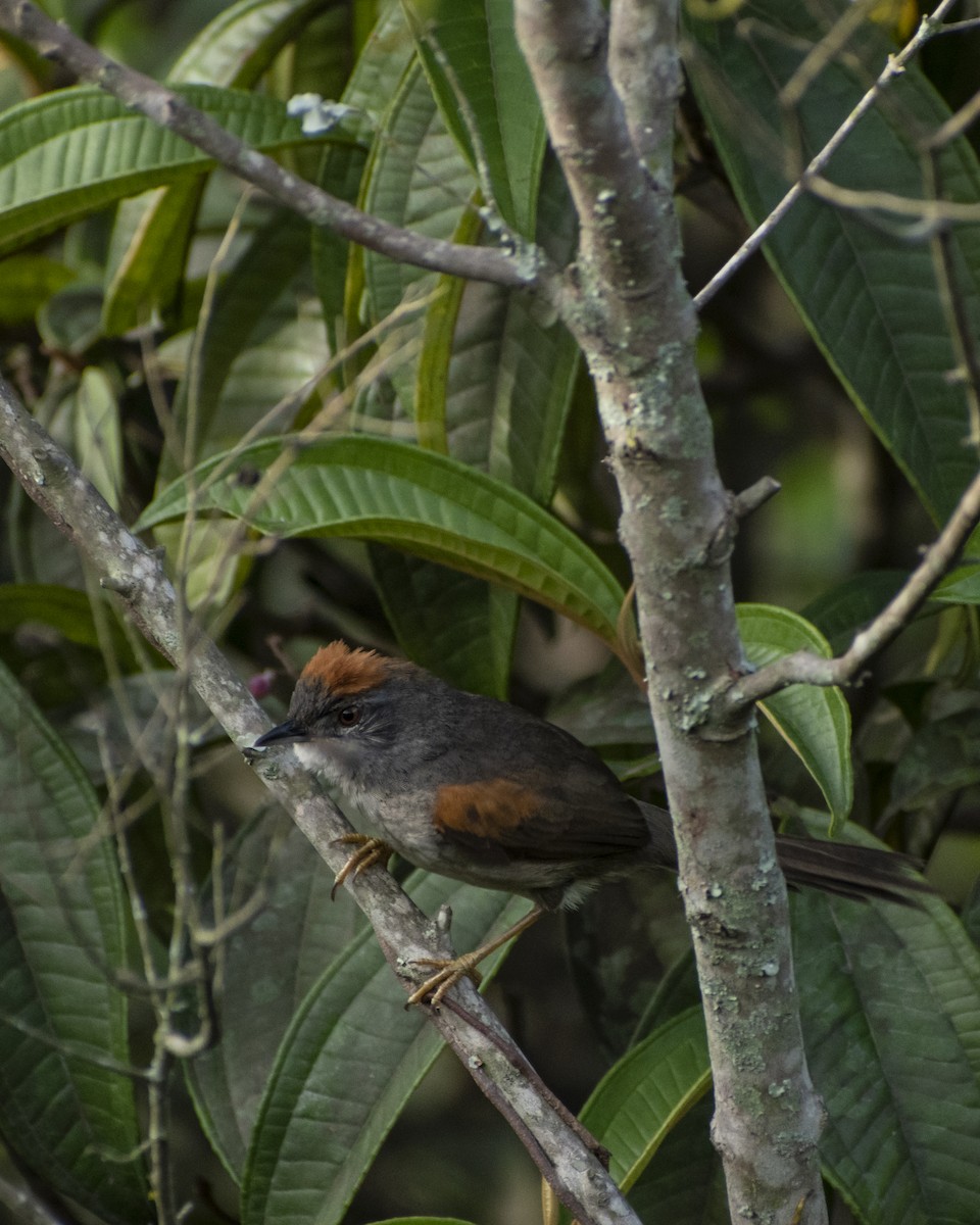Pale-breasted Spinetail - ML619032158