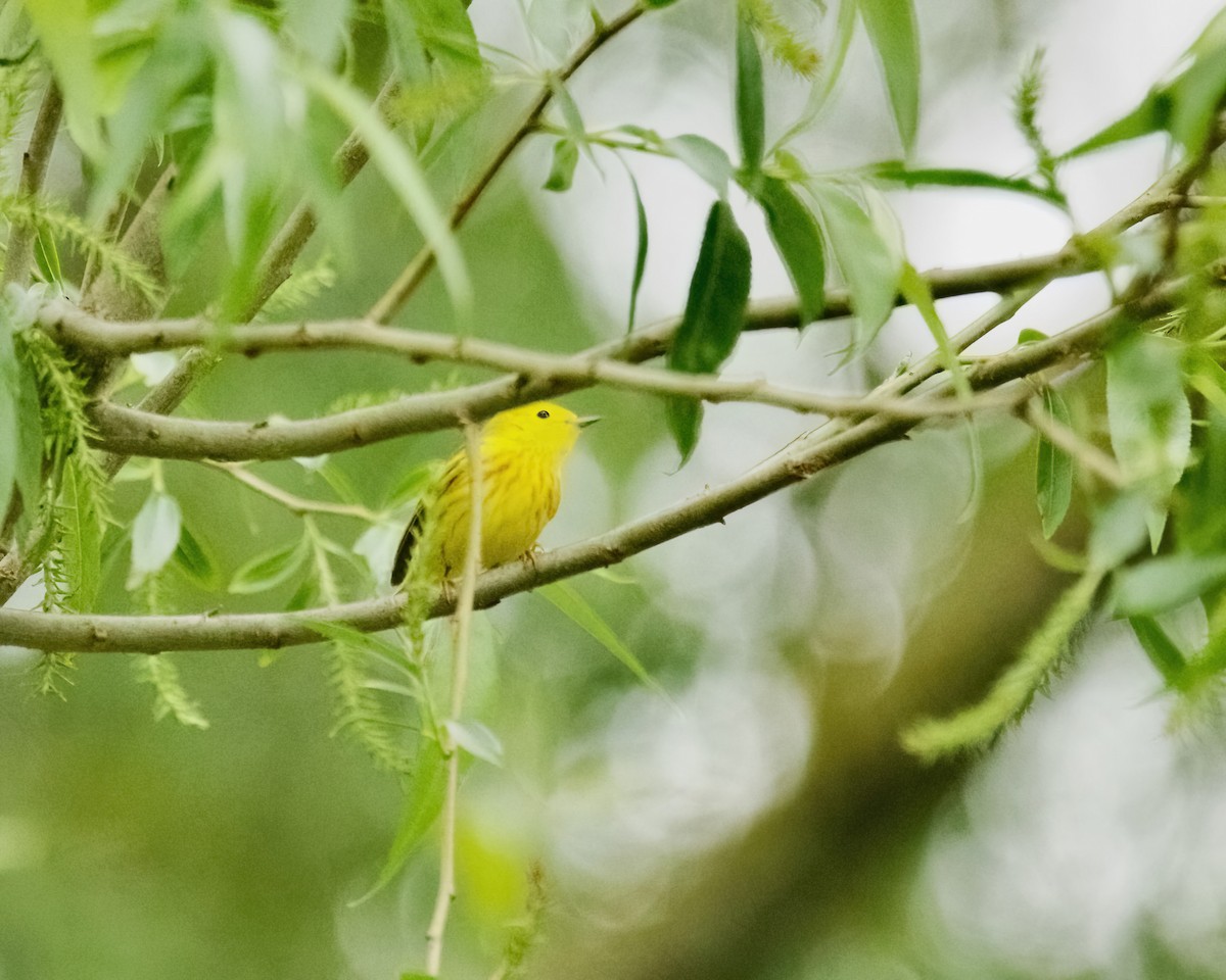 Yellow Warbler - ML619032185