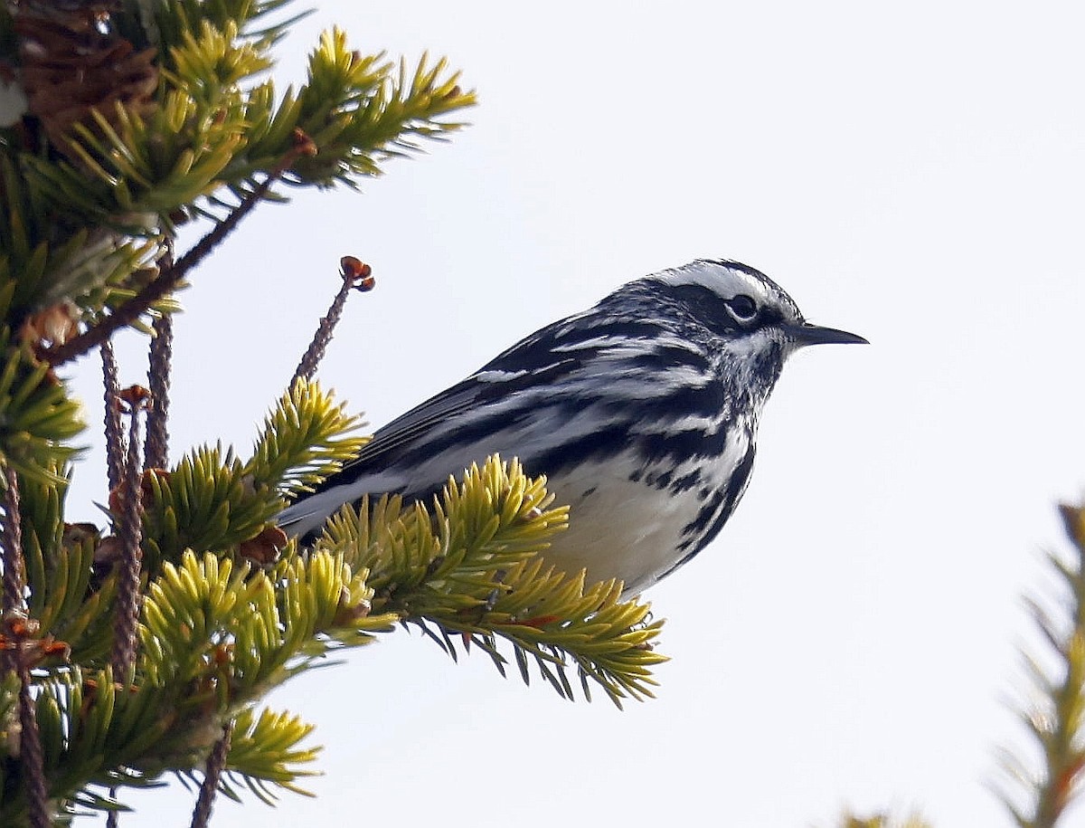 Black-and-white Warbler - ML619032186
