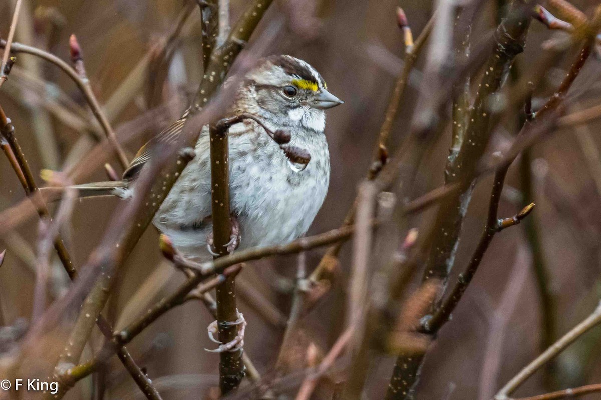 White-throated Sparrow - ML619032194