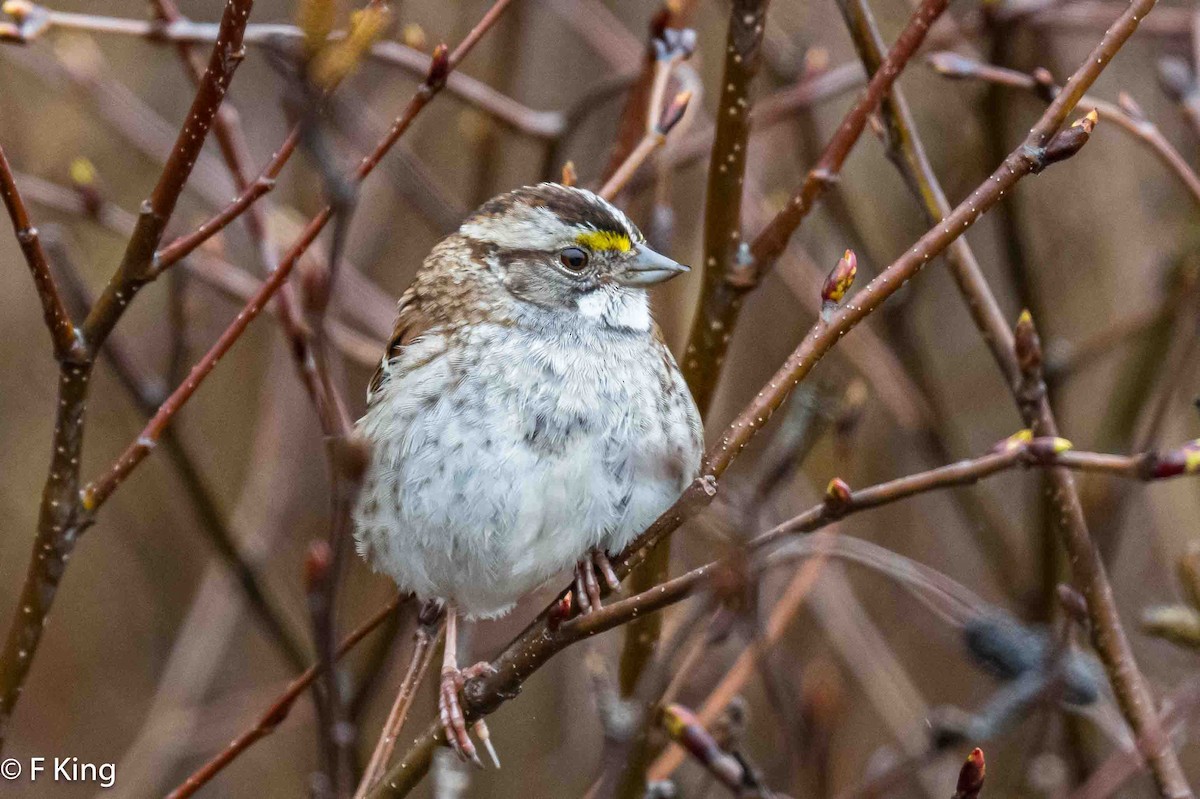 White-throated Sparrow - ML619032195