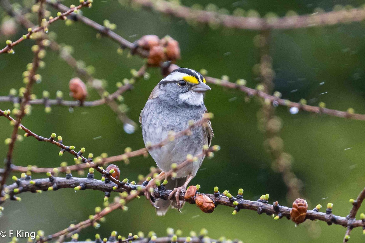 White-throated Sparrow - ML619032196