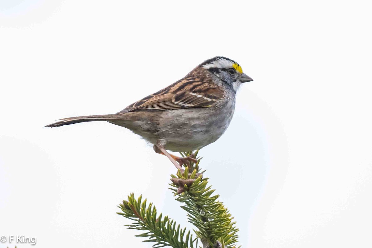White-throated Sparrow - ML619032197