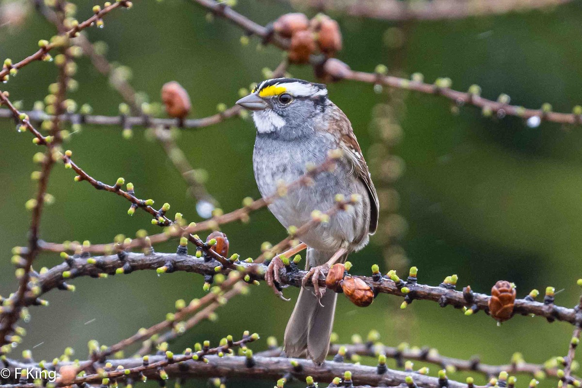 White-throated Sparrow - ML619032198