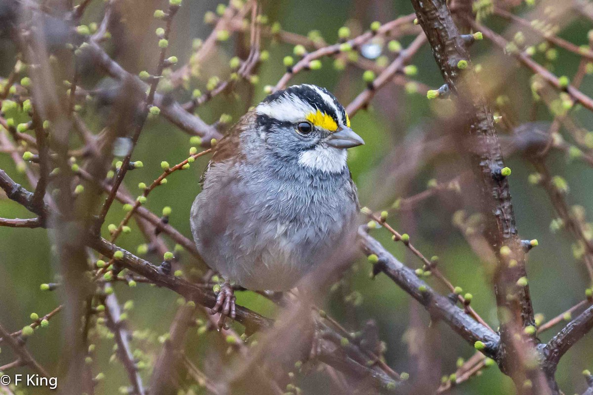White-throated Sparrow - ML619032199