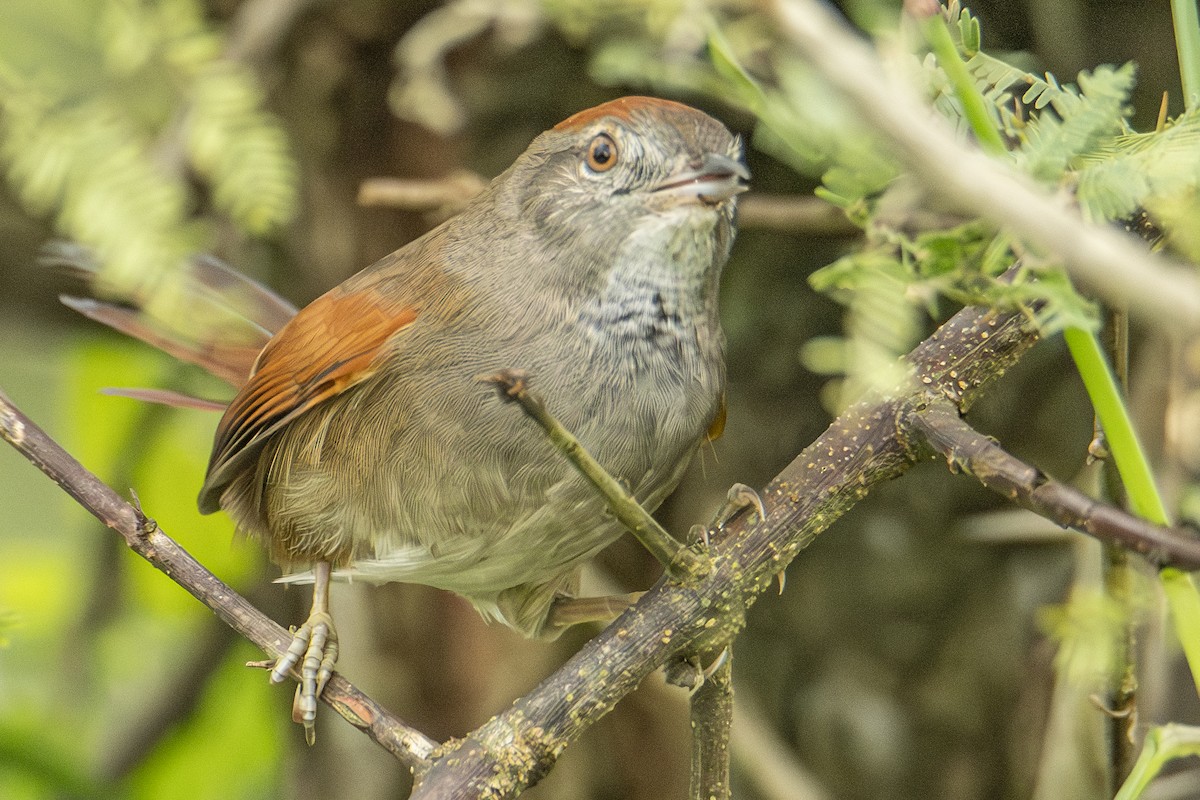 Sooty-fronted Spinetail - ML619032225