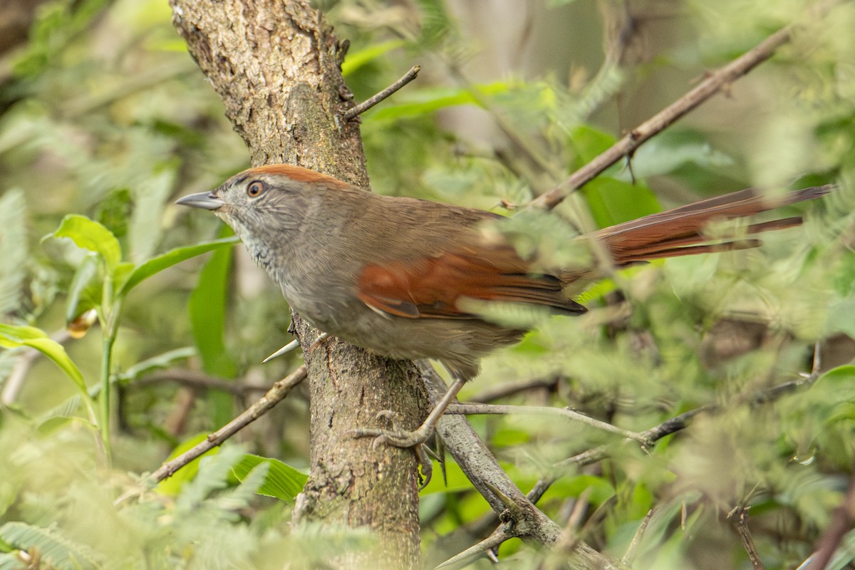 Sooty-fronted Spinetail - Andy Bowen
