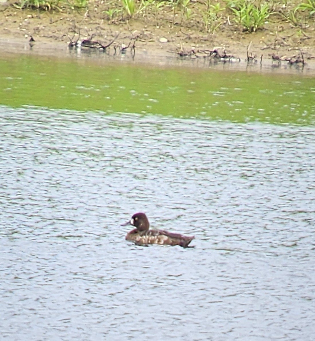 Greater/Lesser Scaup - ML619032247