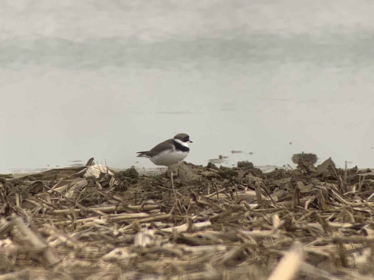 Semipalmated Plover - ML619032248