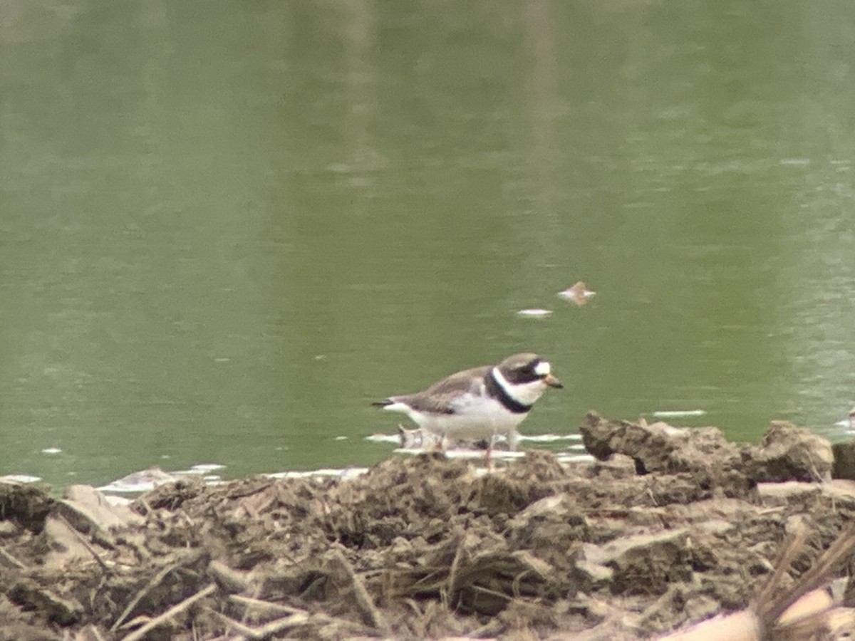 Semipalmated Plover - ML619032249