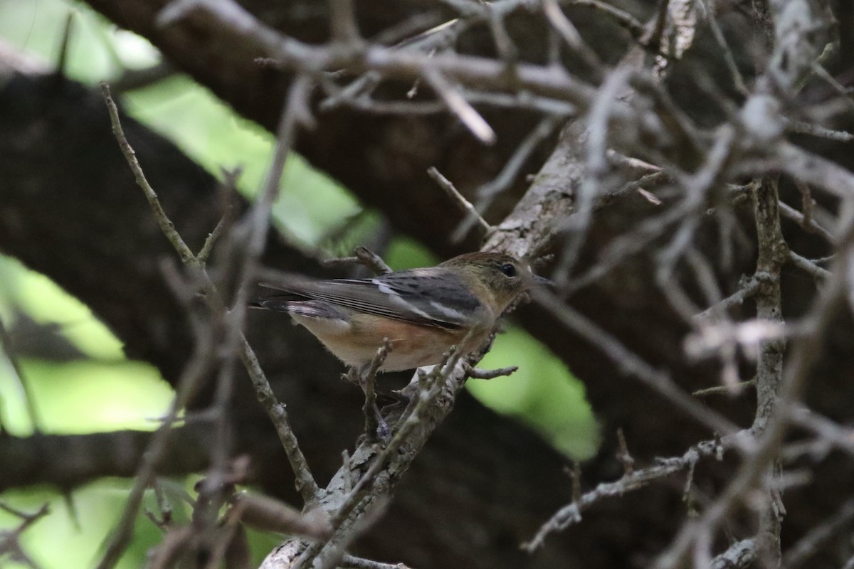 Bay-breasted Warbler - ML619032263