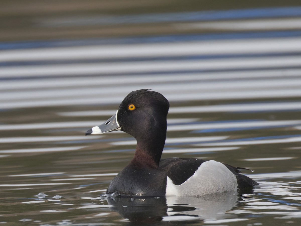 Ring-necked Duck - ML619032268
