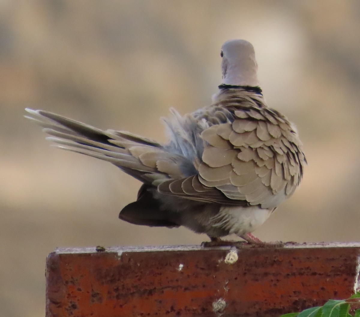 Eurasian Collared-Dove - ML619032284