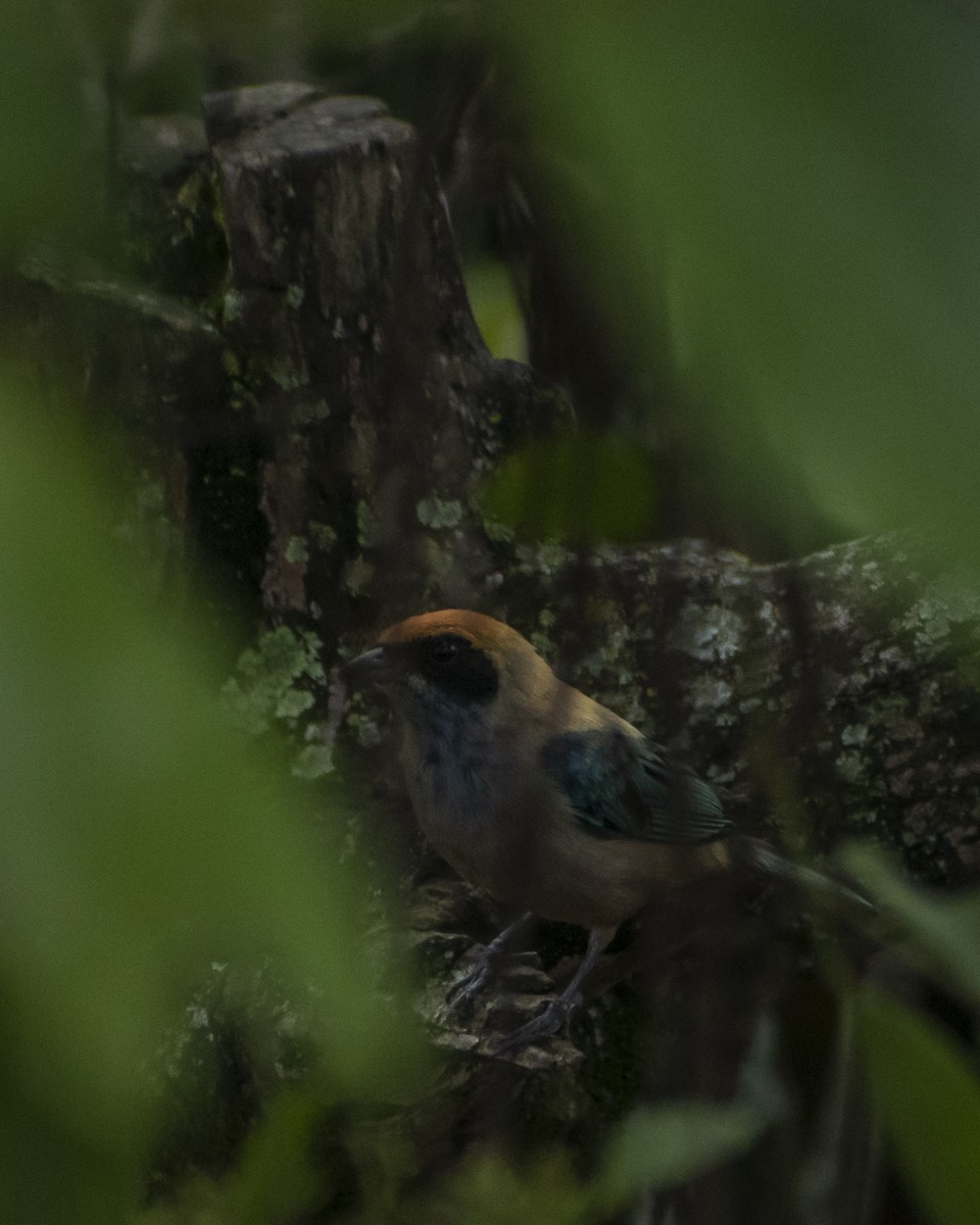 Burnished-buff Tanager - ML619032293