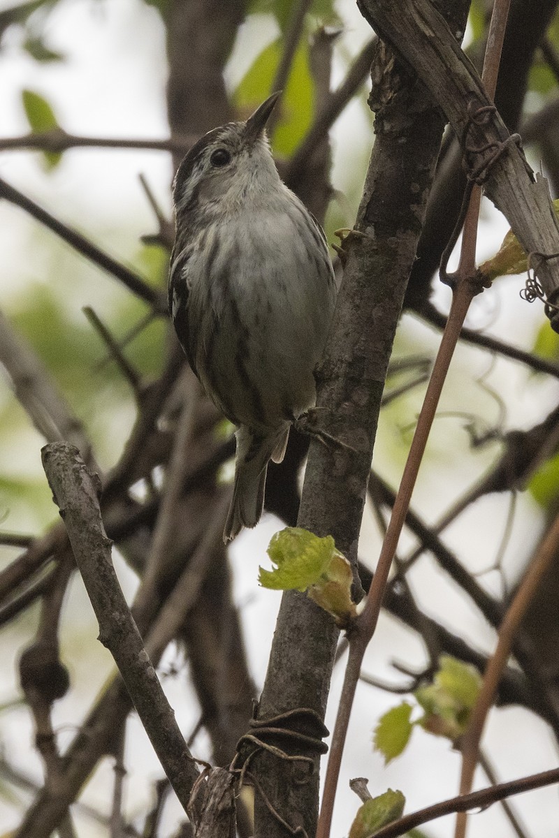 Black-and-white Warbler - ML619032329