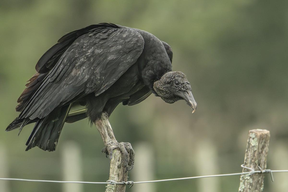 Black Vulture - ML619032331