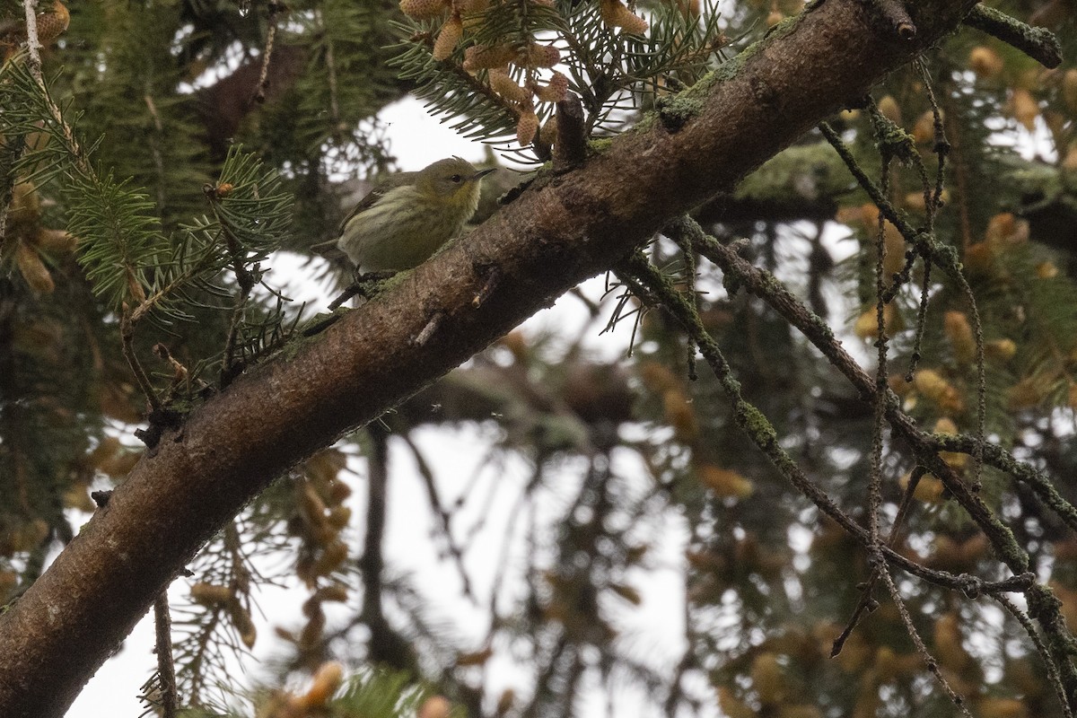 Cape May Warbler - ML619032351