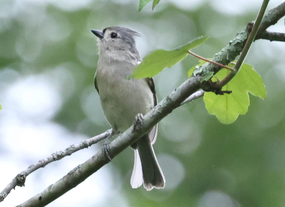 Tufted Titmouse - Duane Yarbrough