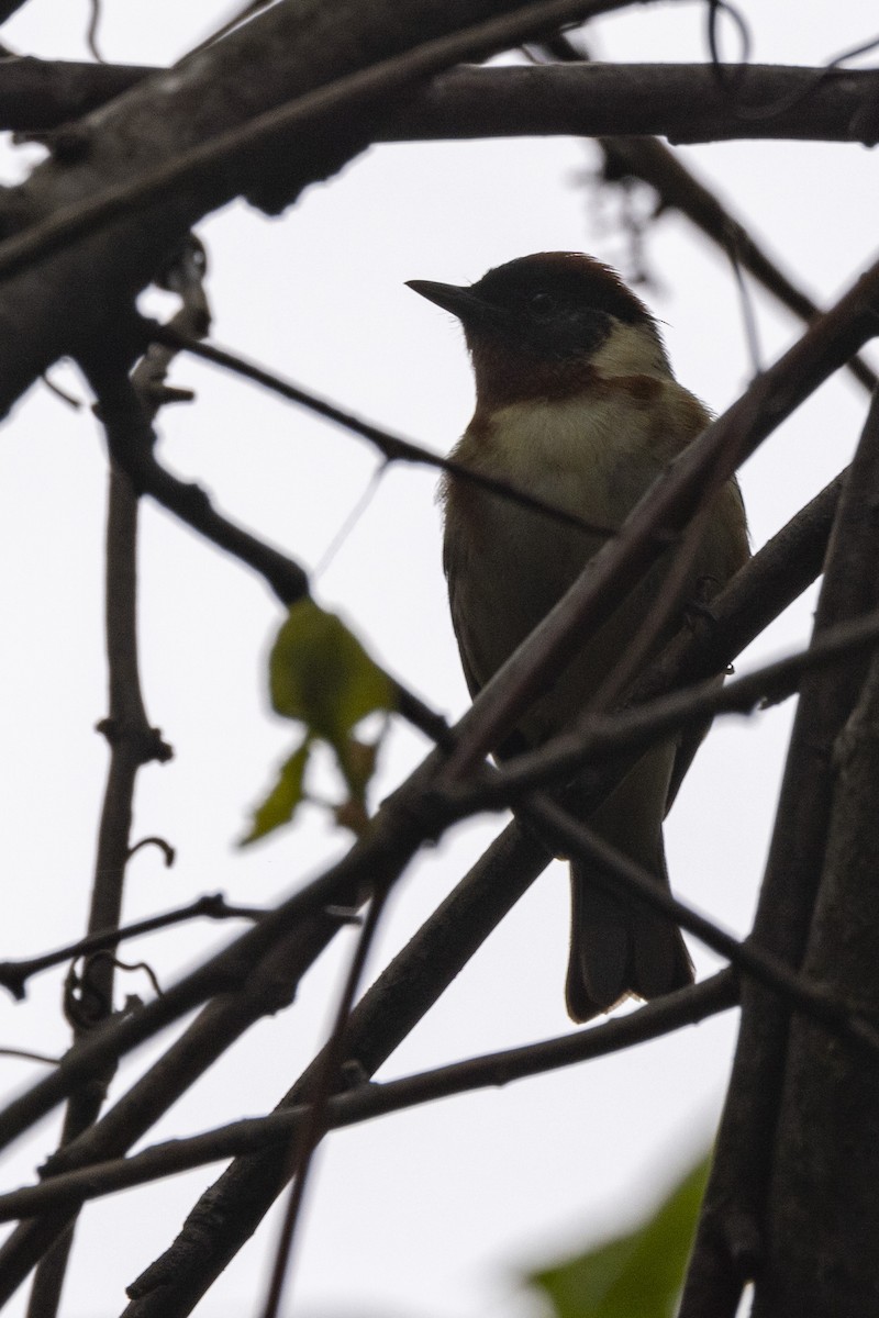 Bay-breasted Warbler - ML619032363