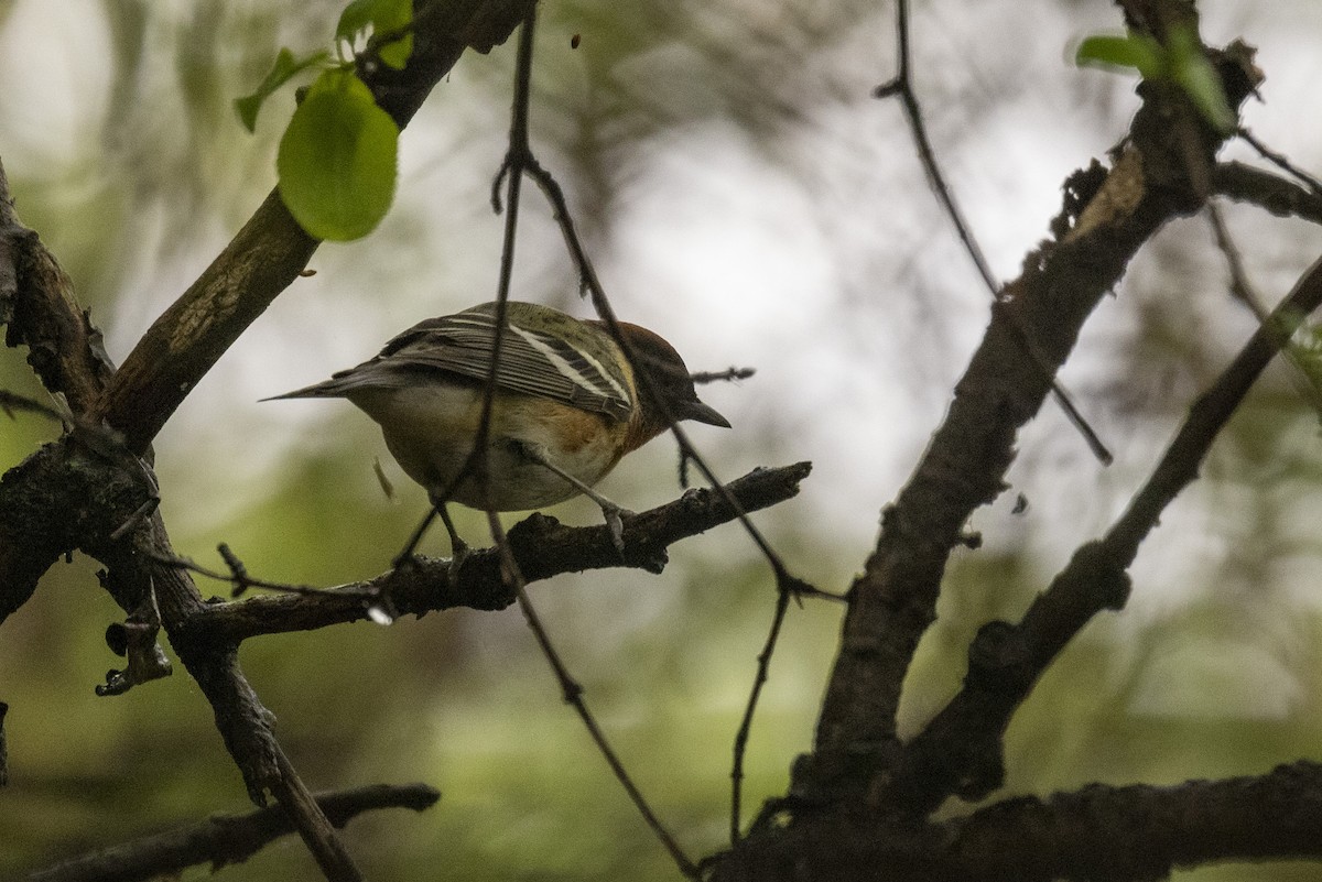 Bay-breasted Warbler - ML619032364