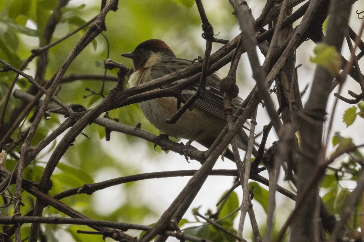 Bay-breasted Warbler - Ed kendall