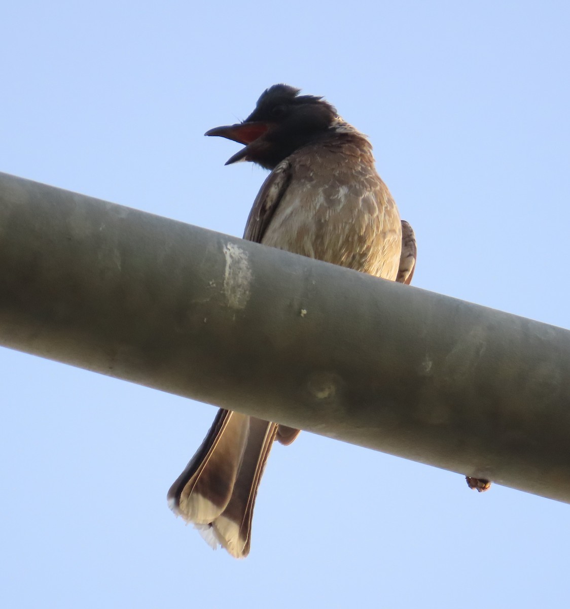 Red-vented Bulbul - ML619032369