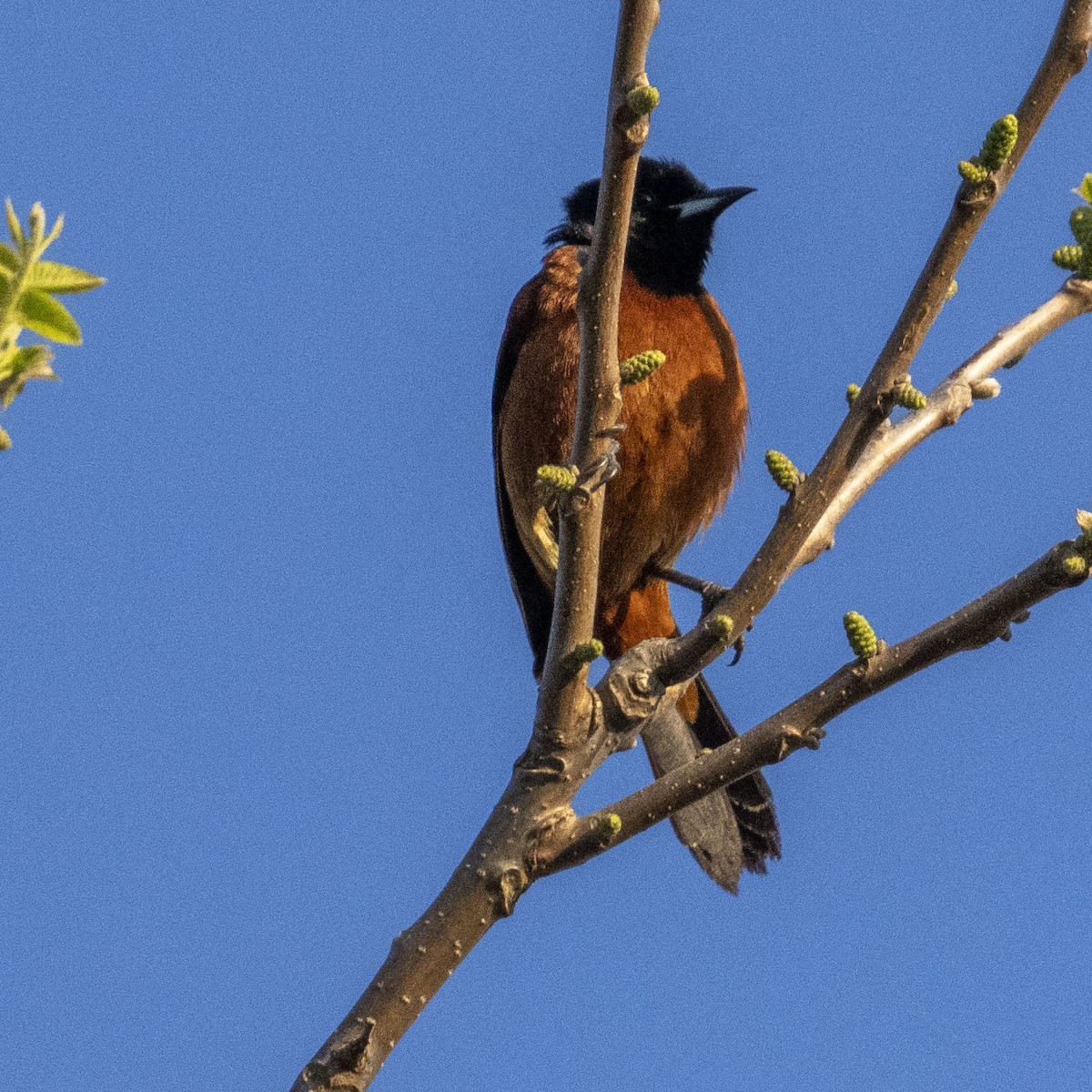Orchard Oriole - ML619032387