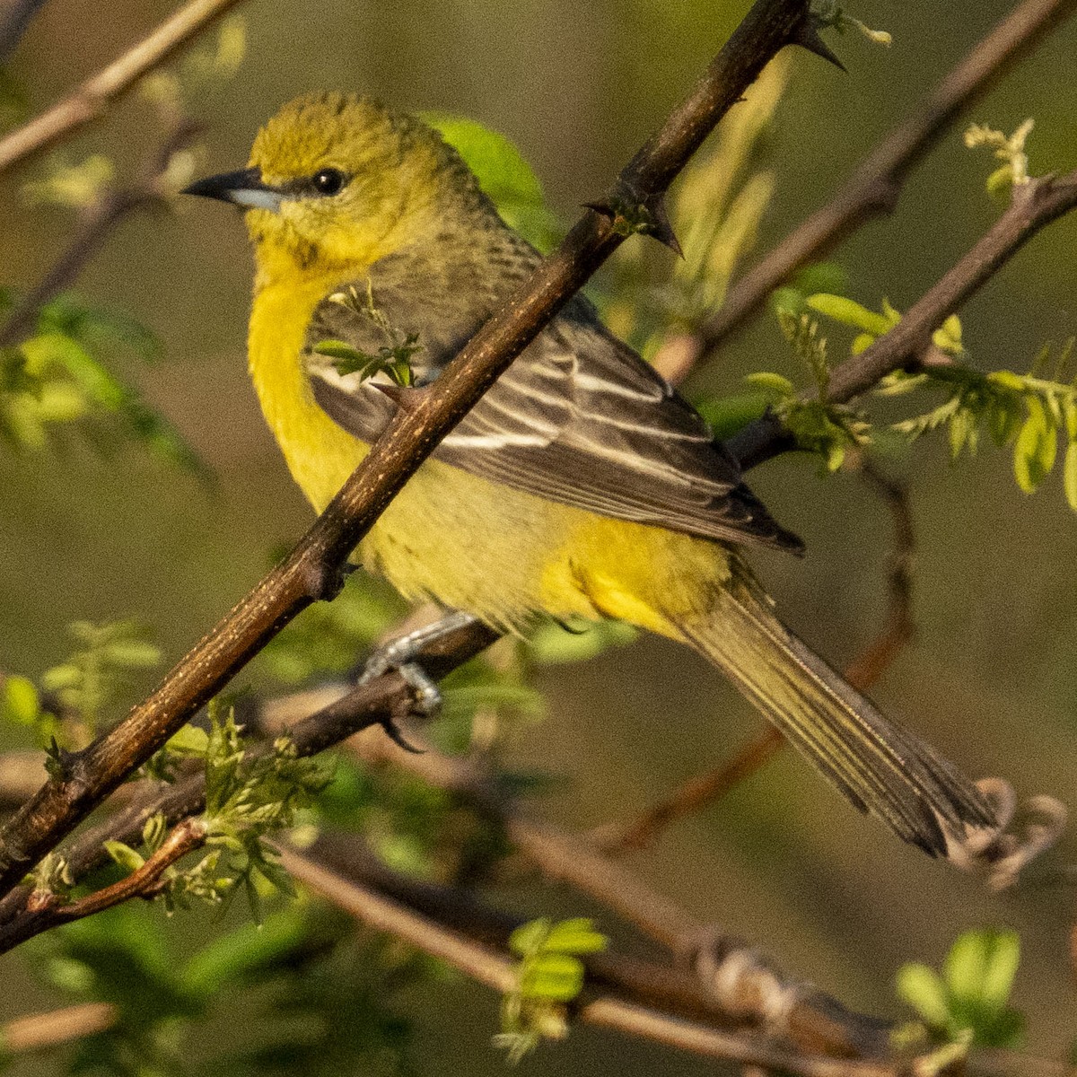 Orchard Oriole - ML619032388