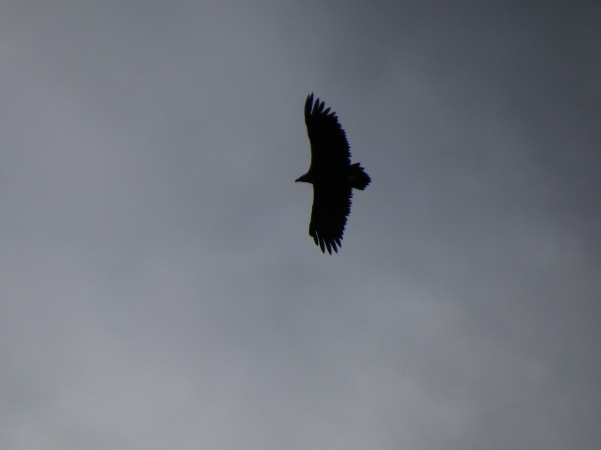 Cinereous Vulture - ML619032414