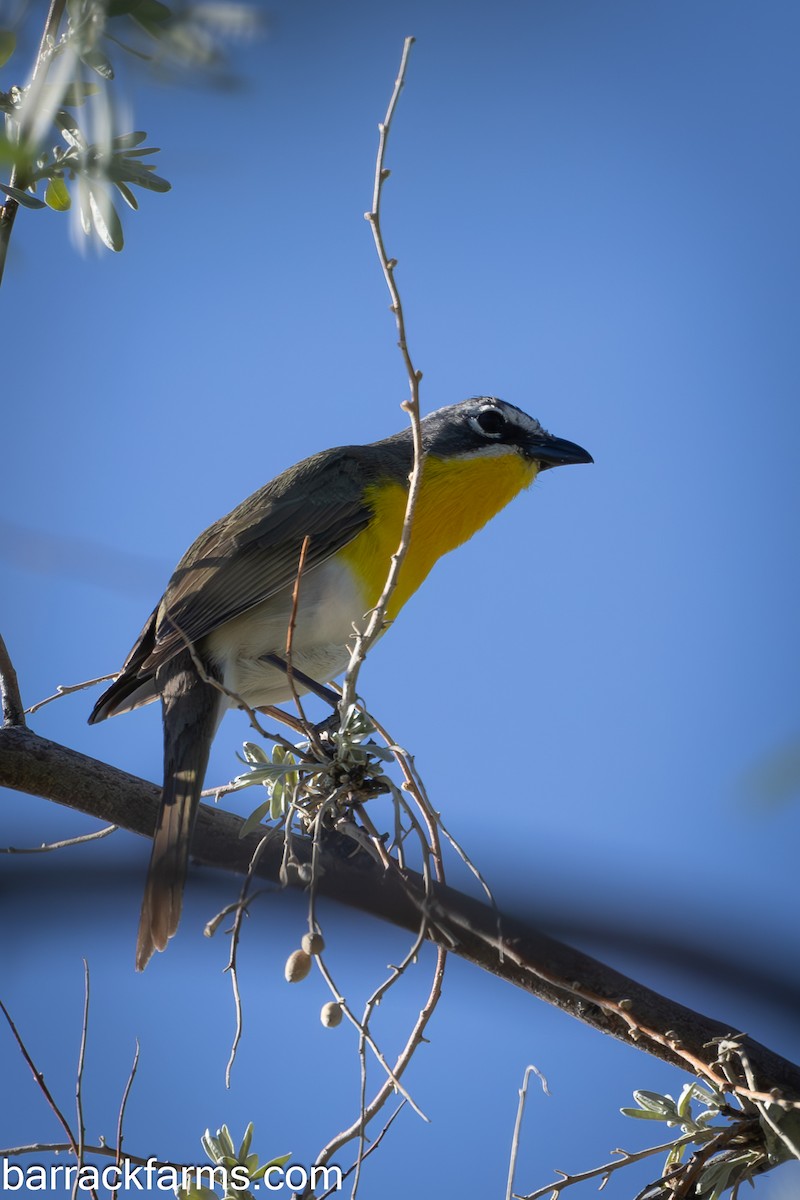 Yellow-breasted Chat - ML619032443