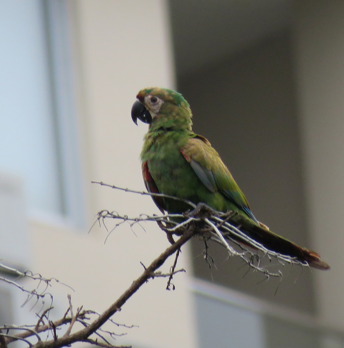 Chestnut-fronted Macaw - ML619032506
