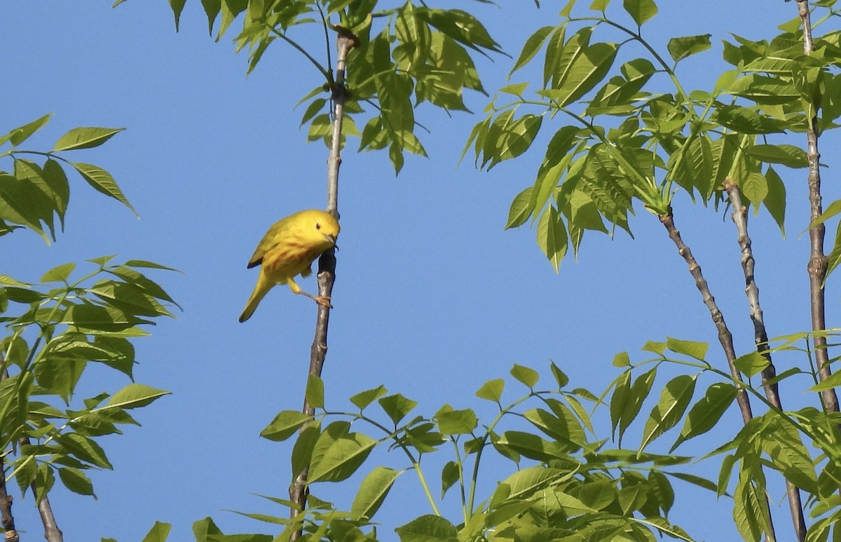 Yellow Warbler - ML619032539