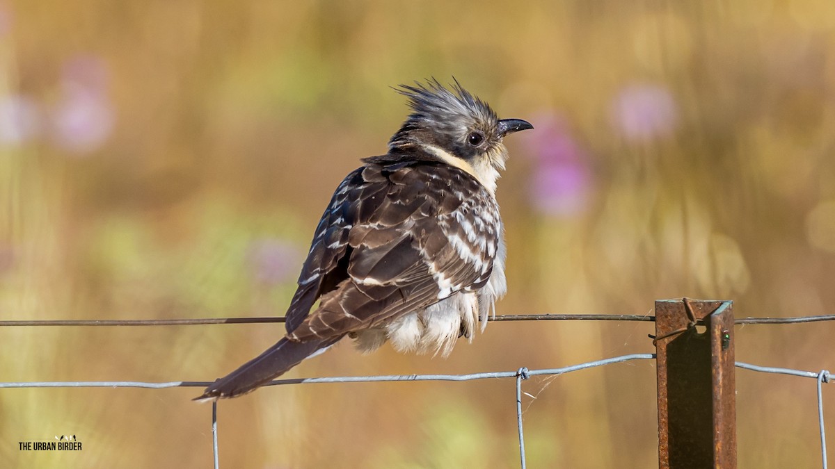 Great Spotted Cuckoo - The Urban Birder