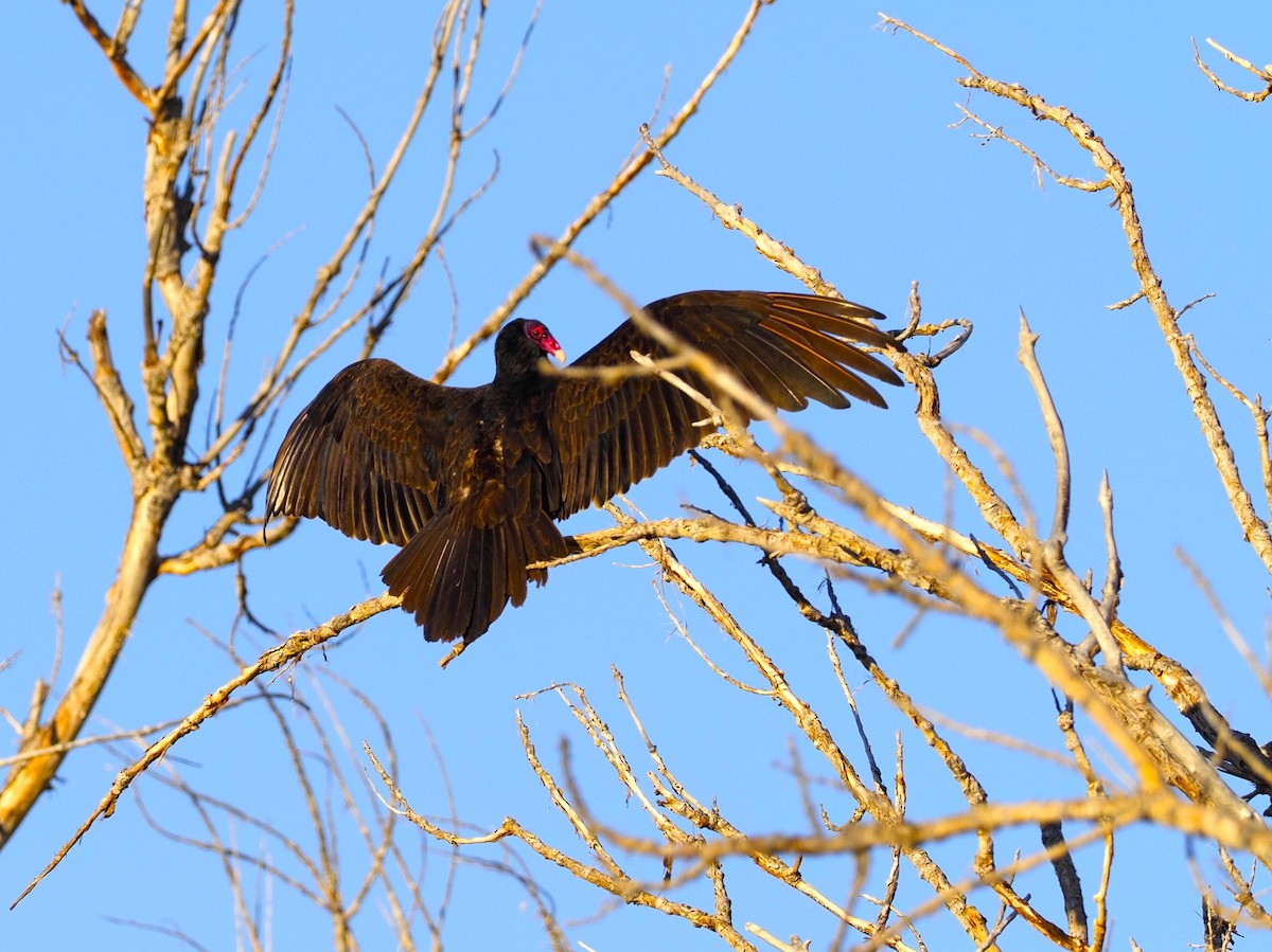 Turkey Vulture - John Bruder