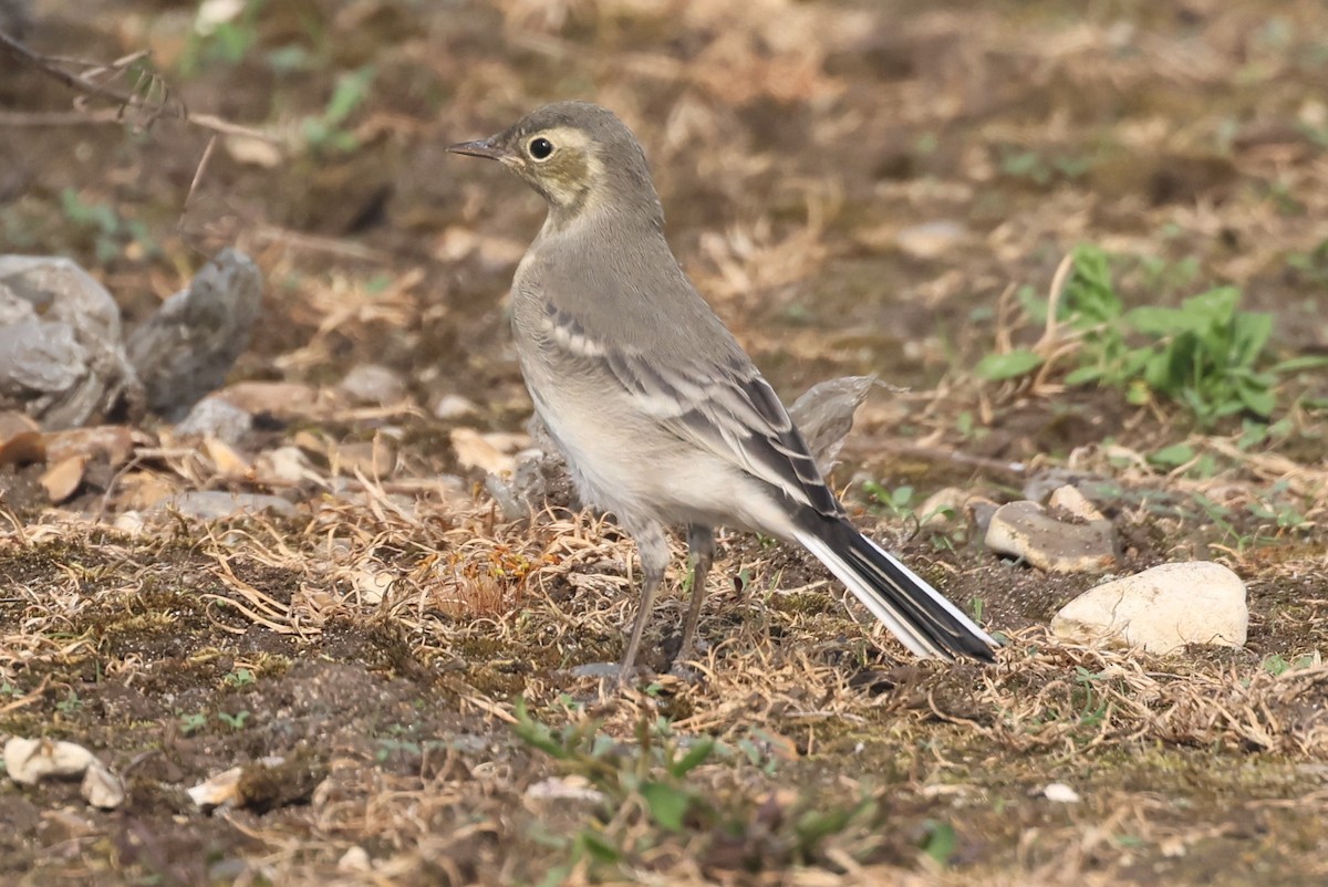 wagtail sp. - ML619032566