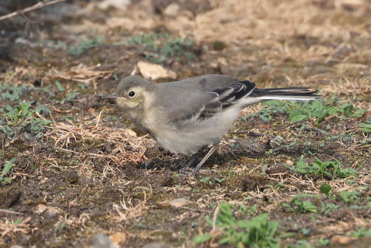 wagtail sp. - ML619032567