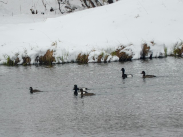 Greater Scaup - ML619032595