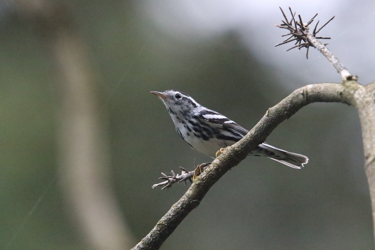 Black-and-white Warbler - ML619032640