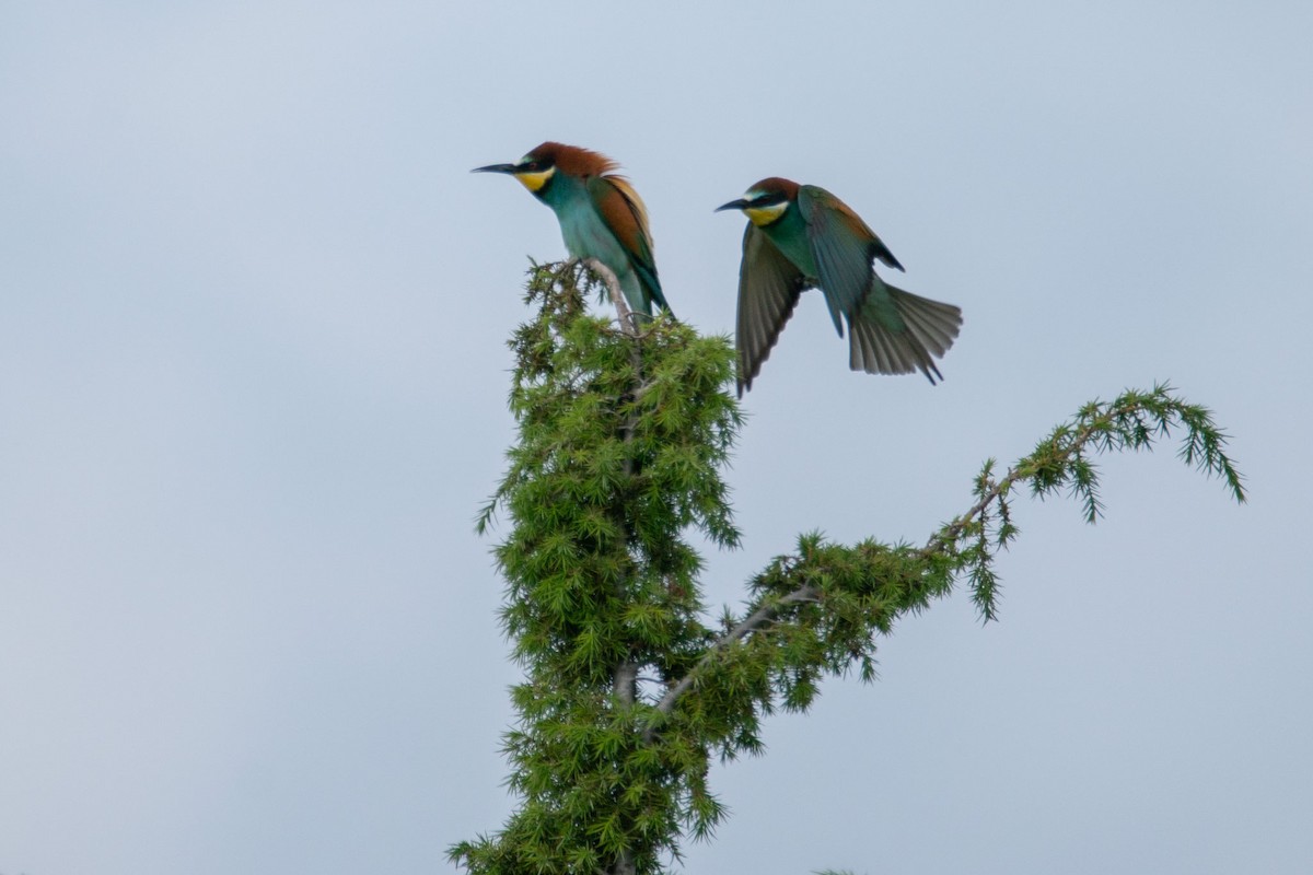 European Bee-eater - Galia Veleva