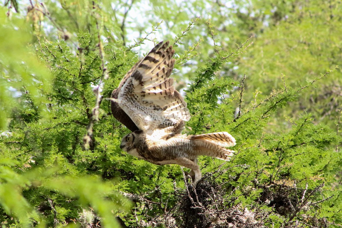 Great Horned Owl - ML619032686