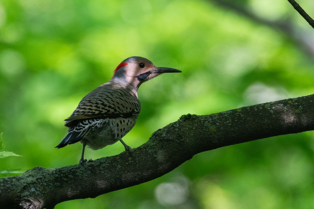 Northern Flicker (Yellow-shafted) - ML619032687