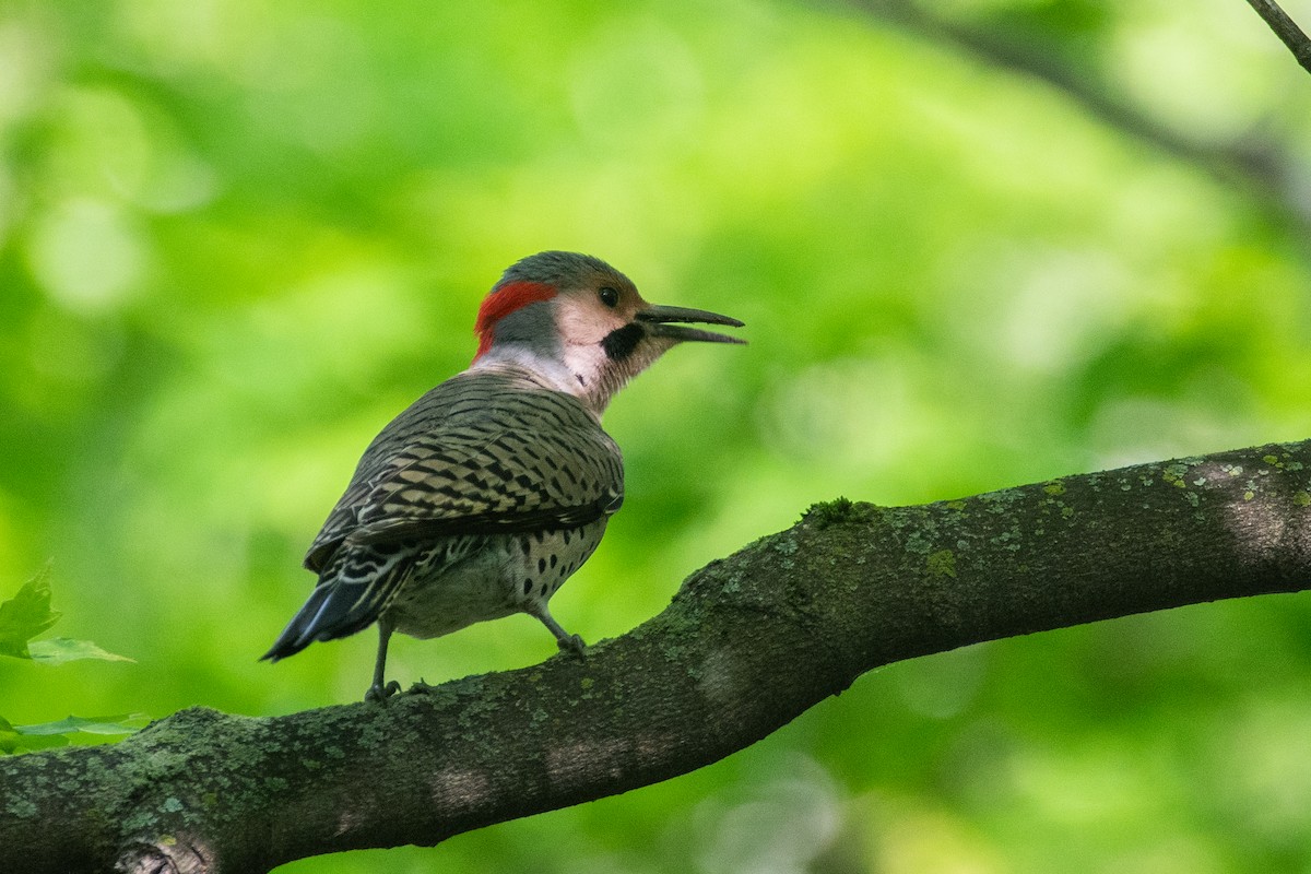 Northern Flicker (Yellow-shafted) - Cody Limber