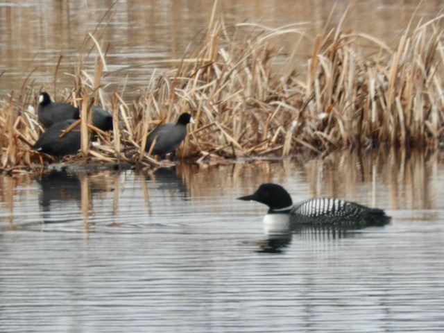 American Coot - Mark Yoder