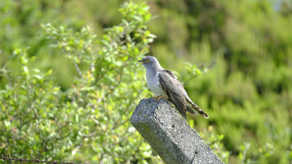 Common Cuckoo - ML619032692